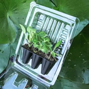 China Plant Packing Box Plastic Live Plant Shipping Blister Box Clamshell Packaging For Plants on sale