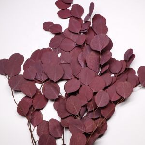 Soft Real Dried Eucalyptus Leaves Can Last 3-5 Years For Decoration