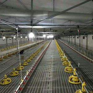 New Poultry Farm Drinking System Caged Chicken House Watering Systems