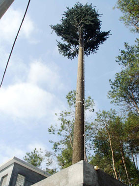 Quality Communication Pine Palm Tree 50m Camouflage Cell Tower wholesale