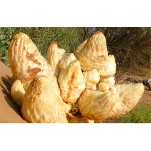 Desertliving Cistanche Extract,Cistanche Tubulosa Extract,Herba Cynomorii