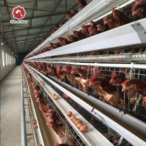 The Laying Hens Are Housed In Hot Galvanized Battery Cages Within The Poultry