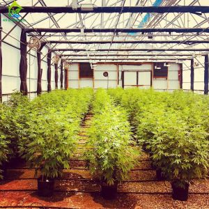 Greenhouse Irrigation Fertilizer Machine 1KW Auto Fertilizer System