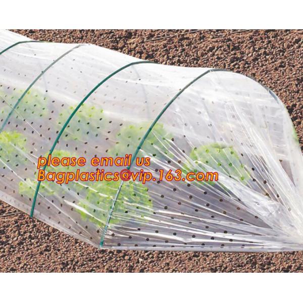 Quality Transparent Low Tunnel Film Perforated For Culture Of Seedling Maturing Vegetables perforated red plastic mulch wholesale
