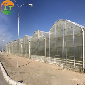 China LiTai Multi-Span Film Greenhouse 10-100m Length for Hydroponic Microgreens Harvesting on sale