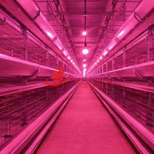 Large-Scale Layer Chicken Cage System with Optimal Poultry Climate and Manure Control