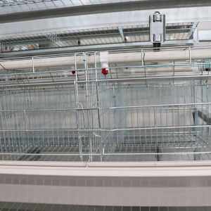 China Adjusting Automatic Battery Cage System , Enriched Wire Steel Cage For Chicken on sale