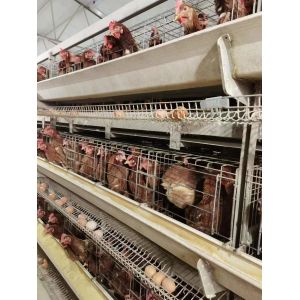 Battery Layer Chicken Cage For Poultry Farm With 96,120,128 Birds Capacity