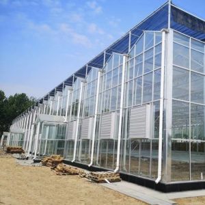 Reasonably Priced Glass Greenhouse Hydroponic System for Maximum Space