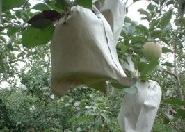 100% PP Nonwoven Fabric Width 10-320cm for Fruit Bags Keep Warm