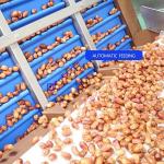 Optimal Size Sorting 1.4 Tons Per Hour 6-Lane Palm Dates Sorting Machine