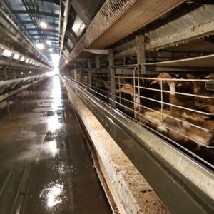 H Type 3/4tiers Hot Galvanized Layer Egg Duck Poultry House Cages Egg Duck Cage