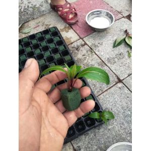 50 Cavity Transplanting Nontoxic Seed Germination Tray With Lid