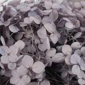 Multi Colors A Grade Preserved Hydrangea Flowers For Creative Gift
