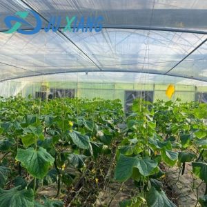 Arch Type Plastic Agriculture Greenhouse for Tomato/Cucumber Strawberry with