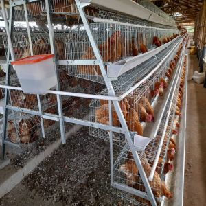Layer Cage Poultry Equipment Automatic 3 Tiers 4 Tiers A Type Poultry Cages