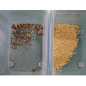 15 inch screen Nuts Color Sorter , Intelligent Smart Hazelnut Sorting Machine