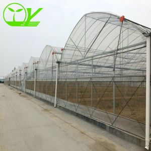Hydroponic Farming Agriculture Greenhouse with 8m Wide Span and Transparent