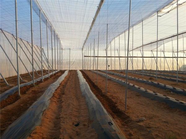 Quality Nets And Crop Covers, Bird Control Net, Strong Polyethylene Fabrics, Pest Netting Fabrics wholesale