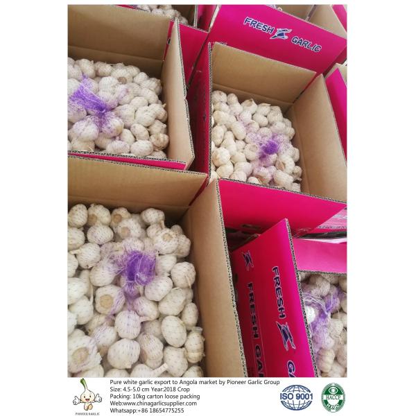 Quality China fresh garlic export to Angola with 4.5-5.0cm 10kg loose packing carton. wholesale