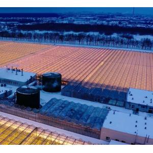 Customized Snow Vibrator Greenhouse for Tomato Planting Single or Multi Span