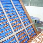 2.0 Tons High-Capacity Defect Sorting 8-Lane Palm Dates Sorting Machine
