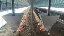 Customized Poultry Chick Line Feeder Broiler House Flooring Tube Chain Conveyor