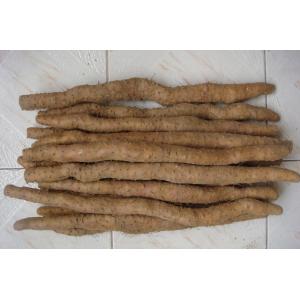ISO certificated wild yam extract diosgenin -Dioscorea opposita Thunb.