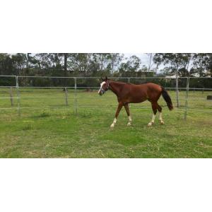 12m Diameter Round Corral Panels 17Pcs incl. 2.7m tall Gate . Victoria 