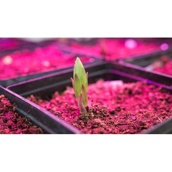 745nm LED Grow Light Chip