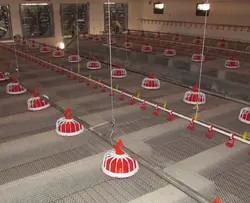 Adjustable Speed Chicken Feeding Line Poultry Pan Feeding System