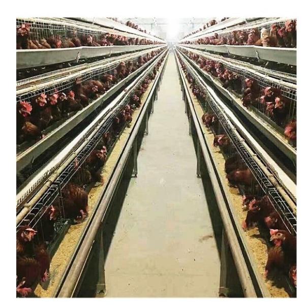 Quality Broiler 3 Tiers 4 Tiers Layer Chicken Cage Automatic Egg Collector wholesale