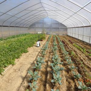 China Agricultural Greenhouse Plastic Sheet Film Tunnel Single Span Cheap Greenhouse on sale