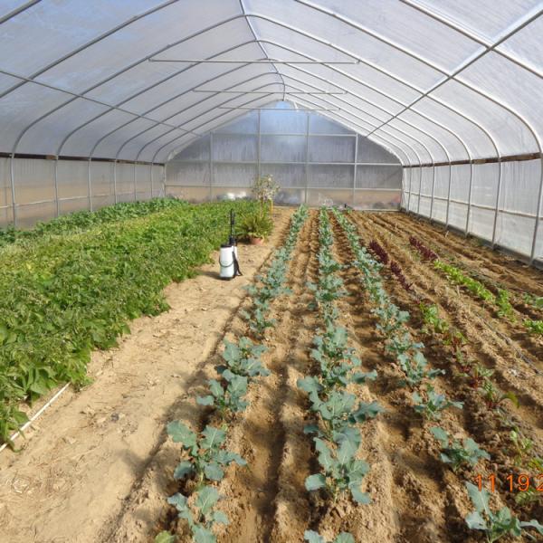 Quality Agricultural Greenhouse Plastic Sheet Film Tunnel Single Span Cheap Greenhouse wholesale