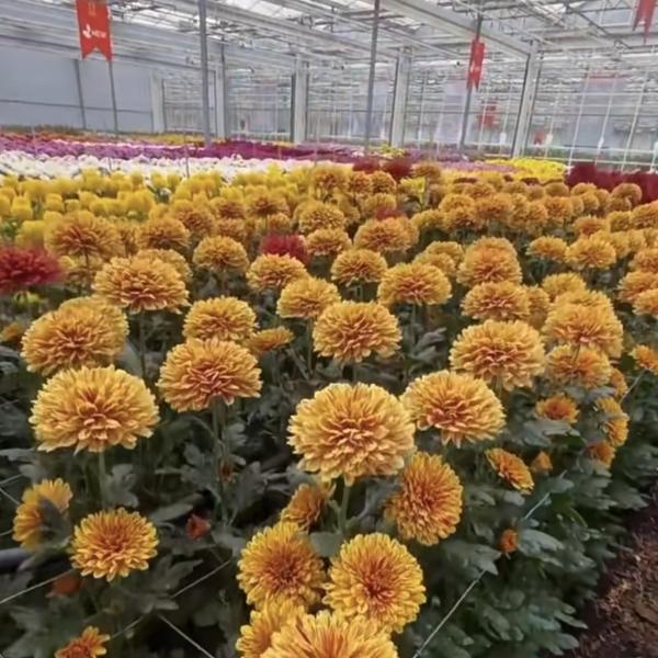 Quality Multi Span Shading Screen System Glass Greenhouse Package Size 50.00cm * 60.00cm * 80.00cm wholesale