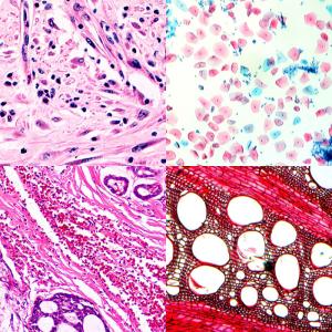 LED 40-1000x Compound Optical Microscope A12.2603 Biological Research Trinocular