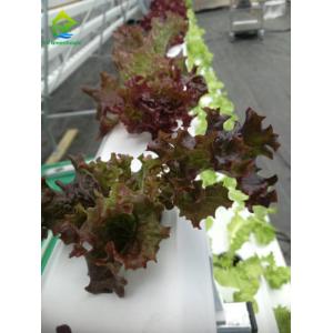 Environment Friendly Soilless Hydroponic System 75*50mm NFT Lettuce System