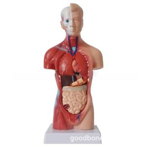 High Quality Medical Human Trunk Muscles Model Anatomy Organs Manikin For