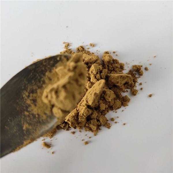 Quality Medicine Grade immune anti-fatigue isatis root extract for capsule wholesale