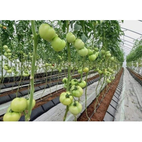 Soilless Growing System PP Growing Trough Colletcing Trough Black Growing Tomatoes Rose Cucumbers