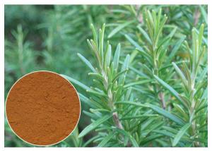 China Cosmetic Rosemary Antioxidant Extract , Rosemary Extract Powder CAS 20283 95 5 on sale
