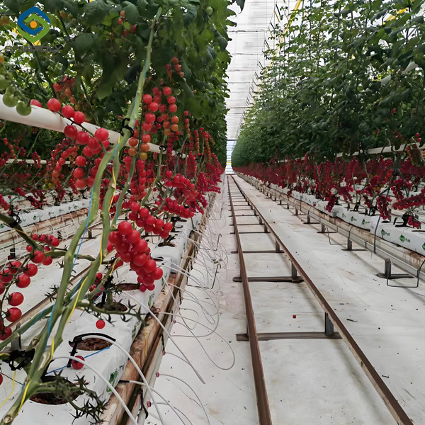Commercial Tomato Growing Greenhouse Customized Size Rust Resistant