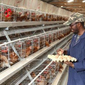 User Friendly Poultry Layer Cage For Hassle Free Poultry Rearing Adela