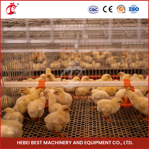 Quality Poultry Farm Automatic Pullet Chick Brooder Cage For Day Old Layer Chicken Ada wholesale