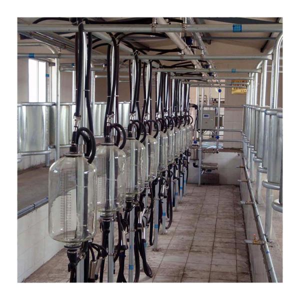 Quality Cow 60 points Herringbone Milking Parlor Automatic Clean wholesale