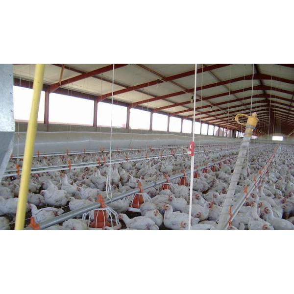 "Fully Customizable Light-Gauge Steel Prefabricated Chicken Poultry Shed: Engineered for Durability, Climate Adaptability and Efficient Farming in