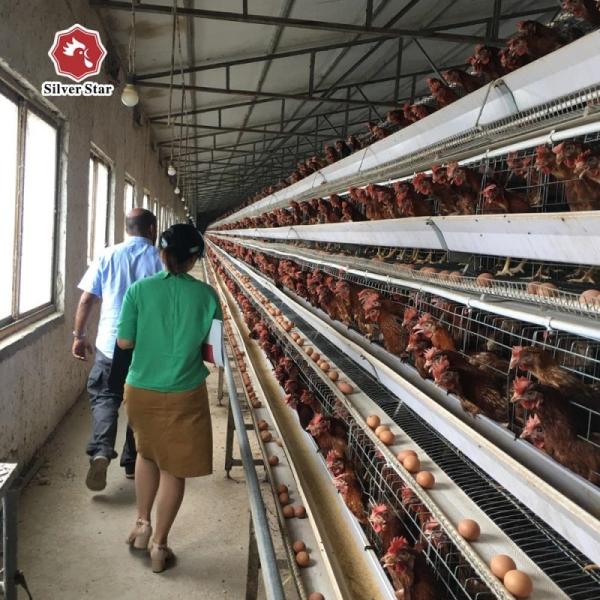 Quality Poultry Chicken Cages 4 Tiers A Type Automatic Battery Layer Chicken Wire Egg Laying Hens Cage wholesale