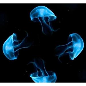 3D Transparent Holographic Projection Film 45° Angle High Light Transmittance