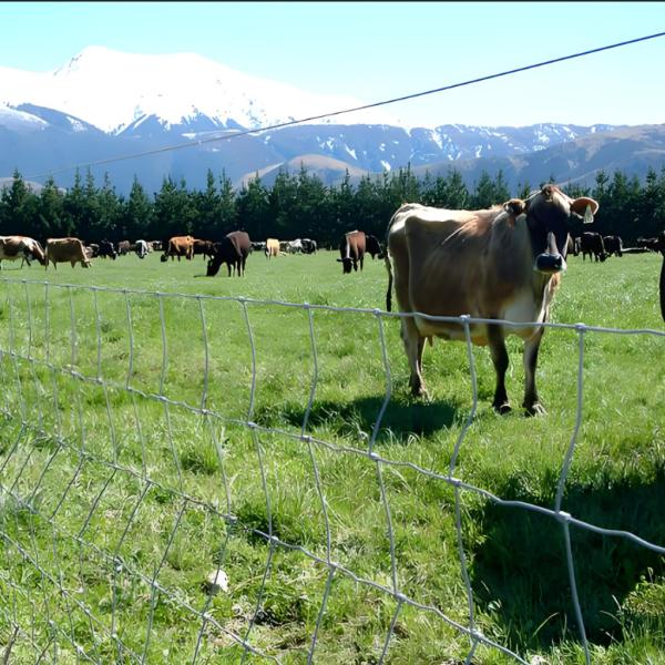 Quality 6FT High Prevent Sheep Escapes Heavy Duty Galvanized Cattle Mesh Fence wholesale