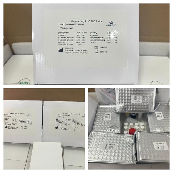 Quality H Pylori  ELISA Test Kit 480test/kit Elisa Screening Kit Results wholesale